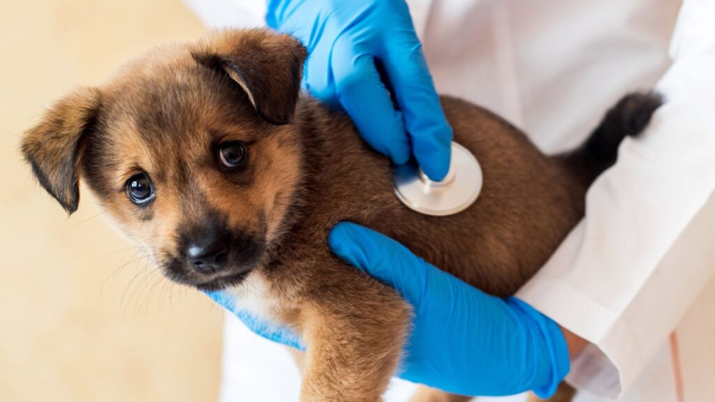 Animal clinic in North Little Rock