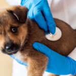 Animal clinic in North Little Rock